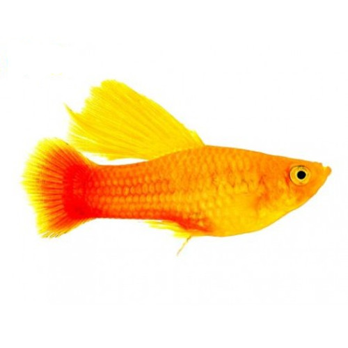 Platy Sortido Véu