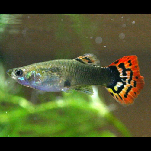 Guppy fêmea Cobra Vermelha