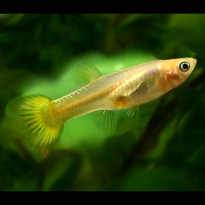 gold_cobra_guppy_female_140116a2_w0640.jpg
