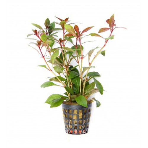 Ludwigia repens rubin (Vaso)