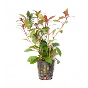ludwigia-repens-rubin-dennerle.jpg