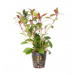 Ludwigia repens rubin (Vaso)
