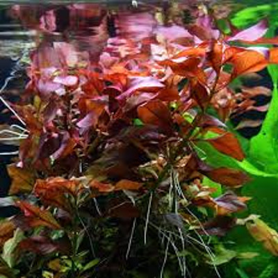 Ludwigia repens rubin (Vaso)