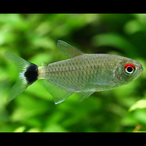 Tetra Olho-de-Fogo