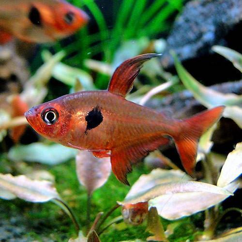 Tetra Fantasma Vermelho