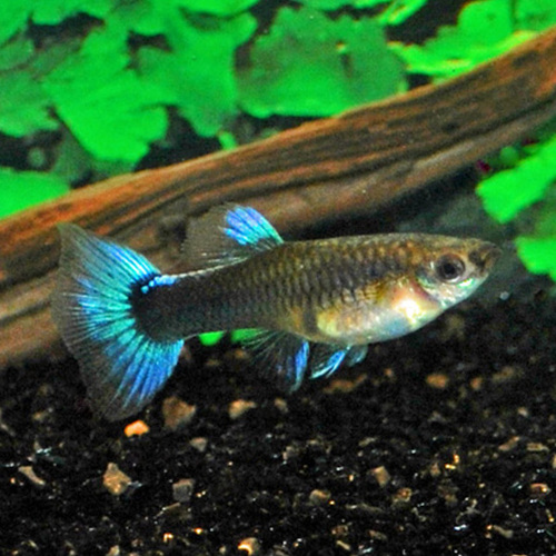 Guppy fêmea Azul Neon