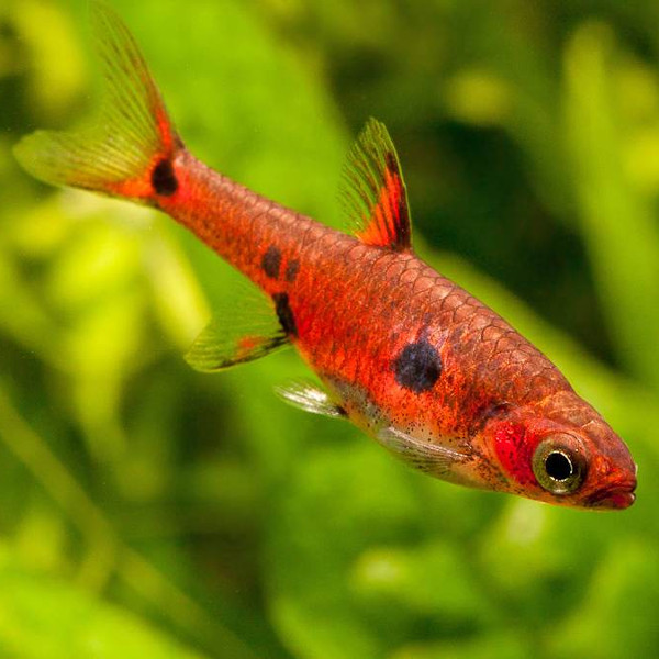 Rasbora-Anã