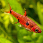 Rasbora-Anã