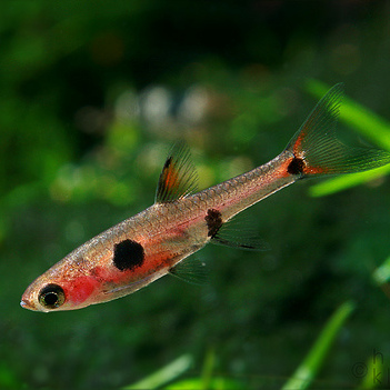 Rasbora-Anã