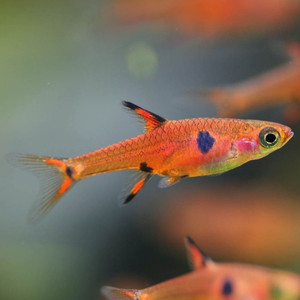 rasbora-maculata.jpg