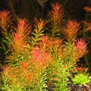 rotala_wallichii.jpg