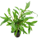 Hygrophila siamensis