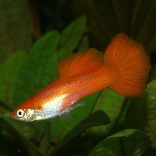 Guppy macho Vermelho