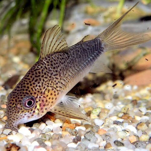Coridora Similis