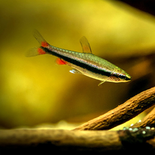 Peixe lápis