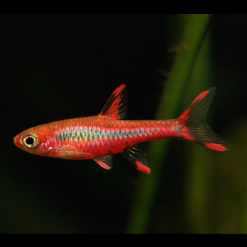 Rasbora Mosquito