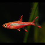 Rasbora Mosquito