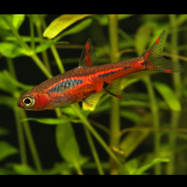 Rasbora Mosquito