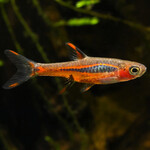 Rasbora Mosquito