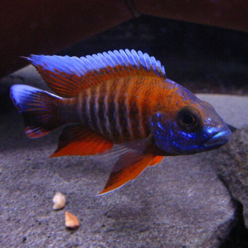 Aulonocara Jacobfreibergi
