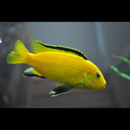 Labidochromis amarelo