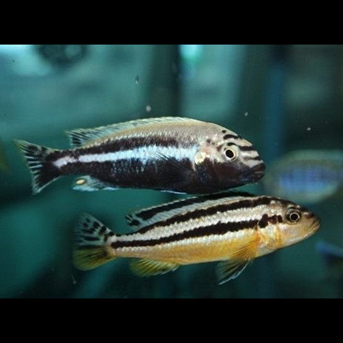 Melanochromis auratus