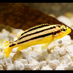 Melanochromis auratus