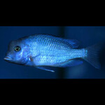 Golfinho Azul do Malawi