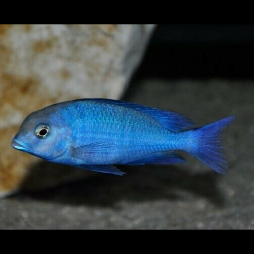 Golfinho Azul do Malawi