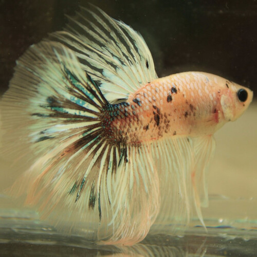 Betta macho Halfmoon