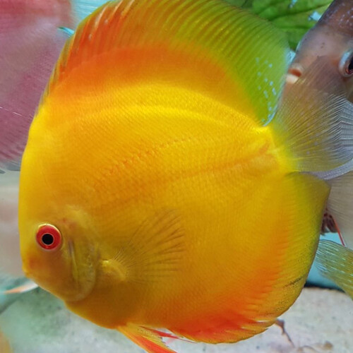 Discus Dourado