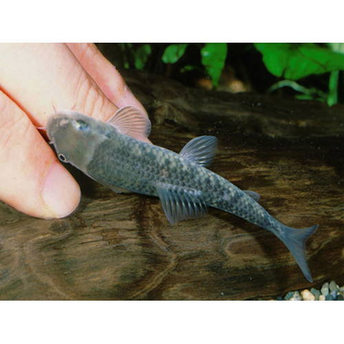 Garra rufa