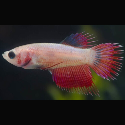 Betta fêmea Cauda de Coroa