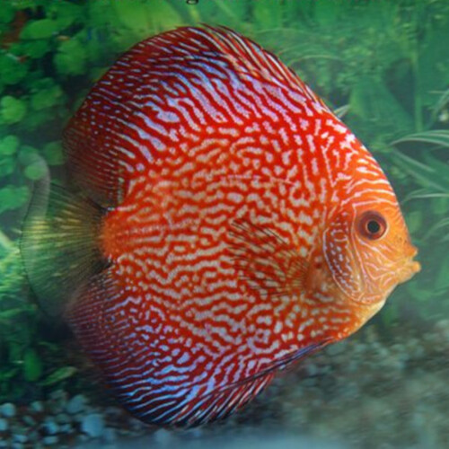 Discus Snakeskin