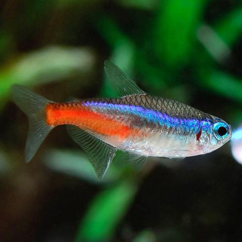 Tetra Neon Jumbo