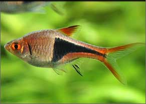Rasbora Arlequim