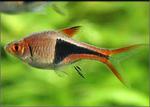 Rasbora Arlequim