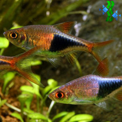 Rasbora Arlequim