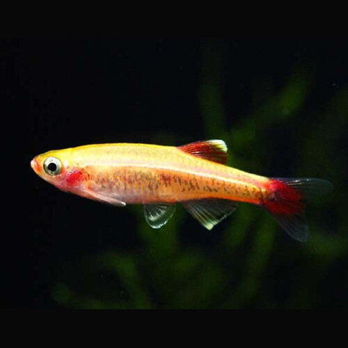 Neon Chinês Dourado