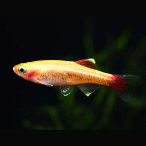 neon-chines-ouro.jpg