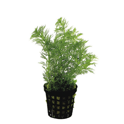 Limnophila heterophylla (Vaso)