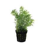 Limnophila heterophylla (Vaso)