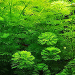 Limnophila heterophylla (Vaso)