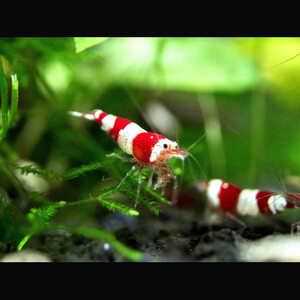 crystal-red-shrimp.jpg