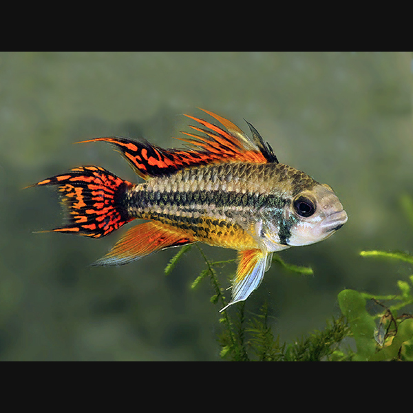 Apistogramma cacatuoides
