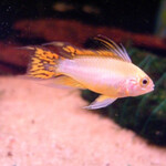 Apistogramma cacatuoides