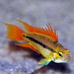 Apistogramma cacatuoides