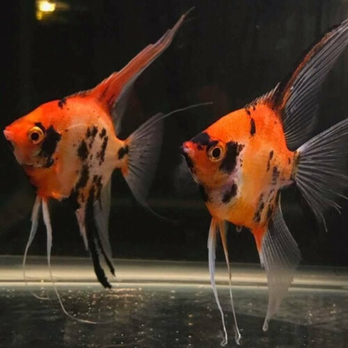 Escalar Red Devil