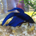 Betta macho azul S