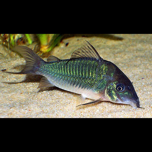 Coridora Esmeralda